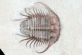 Spiny Cyphaspides Trilobite - Jorf, Morocco #96827-5